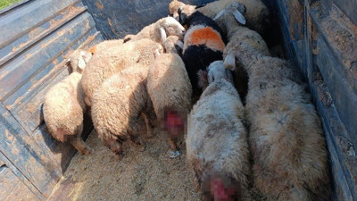 Sokak köpekleri hayvanları telef etti