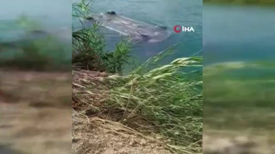 Sulama kanalına düşen otomobilden 3 erkek cesedi çıktı