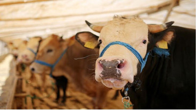 Diyanet açıkladı: İşte 2023 yılı vekaletle kurban kesim bedelleri (22 Mayıs 2023)