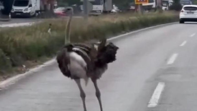 Hatay'da deve kuşu trafiği felç etti