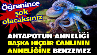 Ahtapotun anneliği başka hiçbir canlının anneliğine benzemez. Öğrenince şok olacaksınız