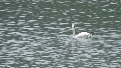 Bolu'da ilk kez görüntülendi