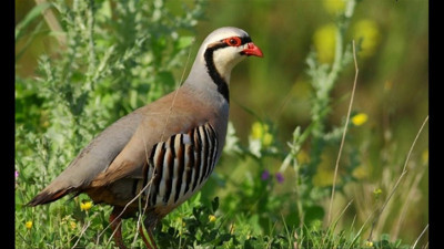 Rüyada keklik görmek ne demek? Rüyada keklik görmek neye işaret?