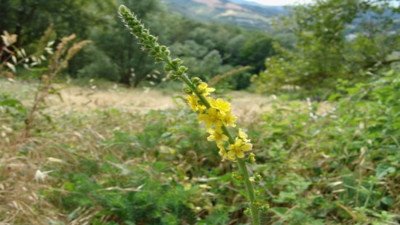 Yaralara iyi gelen ot (25 Mayıs 2023)