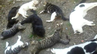 İstanbul'da vahşet. Bir sitede 20 kedi işkence edilerek öldürüldü. Ne istediniz bu masumlardan