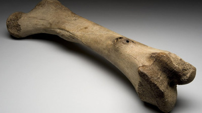 Rüyada kemik görmek ne anlama geliyor? Rüyada kemik görmek ne demek?