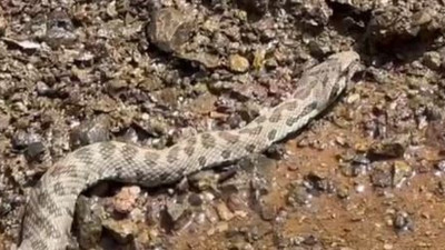 Çalıların arasından geldi. Görüntüsü bile şok etti