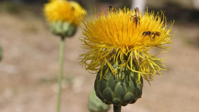 Bu çiçeği koparmanın cezası 244 bin TL