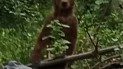 Bahçesine giren ayıya söyledikleri güldürdü. Evinin penceresinden söylediklerini ayı can kulağı ile dinledi