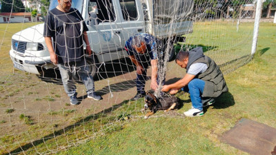 Manisa'da kale filesine dolanıp mahsur kalan köpek kurtarıldı
