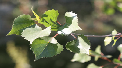 Diş sağlığına iyi geliyor. İşte o ot