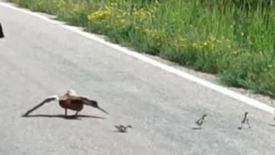 Ördek sakat taklidi yaptı