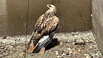 Apartman boşluğunda mahsur kalmıştı. Şahin kurtarıldı