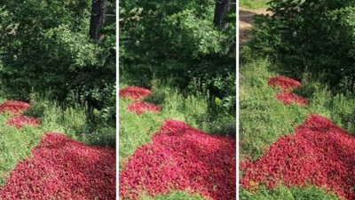 Erdoğan'ın yüzde 60 oy aldığı köyde çilekçiler para etmiyor diye ürünlerini tarlaya dökmeye başladı