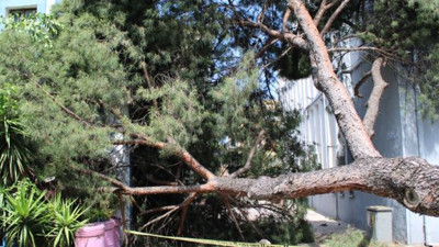 Asırlık çam ağacı polis karakolunun üzerine devrildi