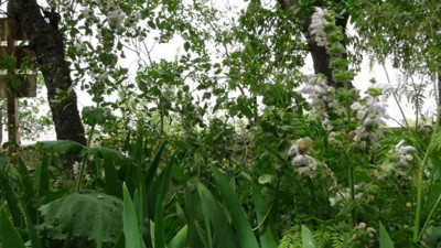 Siirt adaçayını korumak için 244 bin 315 liralık ceza