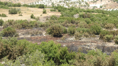 Orman yangınında 20 dönüm arazi kül oldu