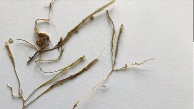 Marmara’da tespit edildi! ‘Katil Yosun’un yeni rotası Karadeniz