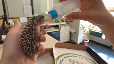 Çim biçilirken yaralanan yavru kirpi tedavi altında