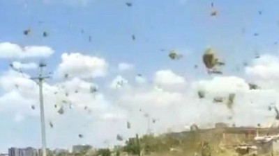 Siverek'te hortum mercimekleri uçurdu