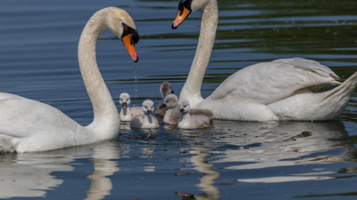 Rüyada kuğu görmek ne demek? Rüyada kuğu görmenin anlamı endir?
