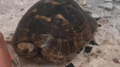 Enkaz altında kalan kaplumbağa kurtarıldı