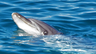 Kuşadası’nda son 1 haftada 6 yunus öldü