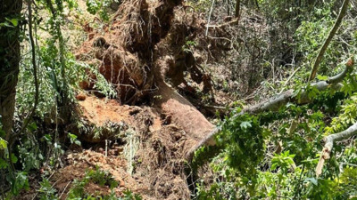 Yürüyüş yapan turistlerin üzerine ağaç devrildi