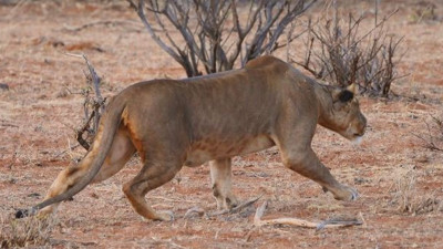 Köylüler ile aslanlar arasında savaş. Aslanlar ağır darbe yedi
