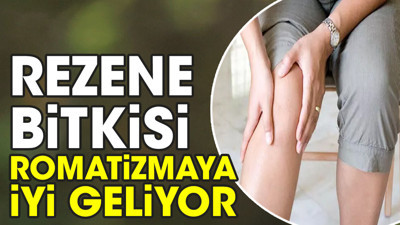 Romatizmaya iyi gelen mucize bitki (10 Haziran 2023)