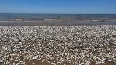 Binlerce balık kıyıya vurdu. Vatandaşlara sahile gelmeyin uyarısı yapıldı
