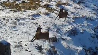 Vaşağın yaban keçisi avı fotokapanda