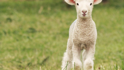 Rüyada kuzu görmek ne demek? Rüyada kuzu görmek neye işaret?