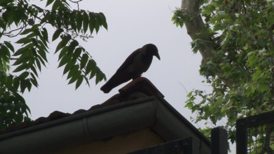 Yavrusunu korumak isteyen anne karga esnafa zor anlar yaşattı