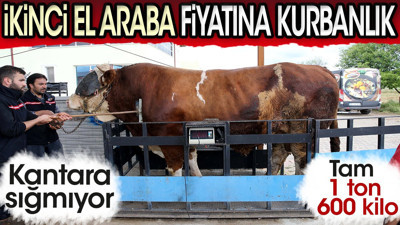 İkinci el araba fiyatına kurbanlık boğa! Kantara sığmıyor: Tam 1 ton 600 kilo