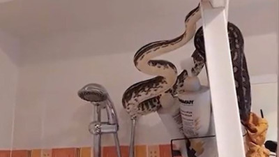 Banyoya giren adam dev yılanla göz göze geldi. Yılan avcısına yaptığı hamle şok etti