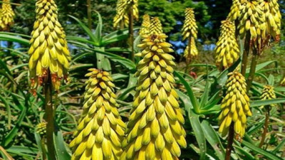 Kabızlığa iyi gelen ot (17 Haziran 2023)