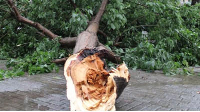 Sağanak yağış yolları göle çevirdi ağaçları devirdi