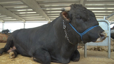 Bin 100 kiloluk danaya 170 bin lira fiyat