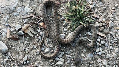 İstanbul'un göbeğinde yılan paniği