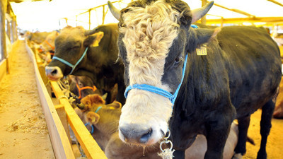 Kurban Bayramı öncesi akılalmaz dolandırıcılık ortaya çıktı. İnternetteki bu tuzağa dikkat