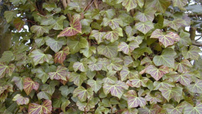 Bronşite birebir iyi gelen ot