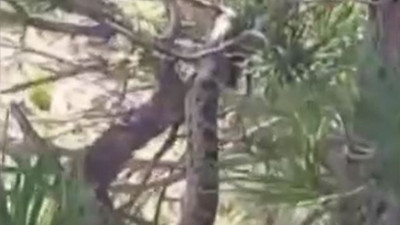 Çam ağacına tırmandı görenin ağzı açık kaldı