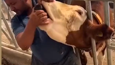 Kurban satan adam kurbanlığa içki içirdi. Kurban bayramı öncesi skandal