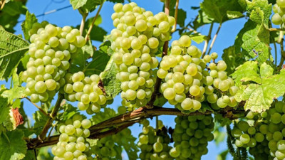 Ölümcül hastalıklardan koruyor. Çekirdeklerini sakın atmayın. Faydaları daha fazla artıyor