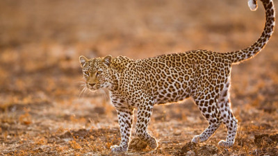 Rüyada leopar görmek ne demek? Rüyada leopar görmek neye işaret?
