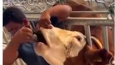 Kurbanlığı içki içiren adam yakalandı. Cezası belli oldu