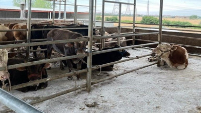 Kırklareli 27 kaçak hayvan ele geçirildi