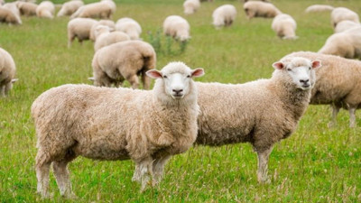 Vekaletle kurban kesilir mi? Kurban vekaleti nasıl verilir?