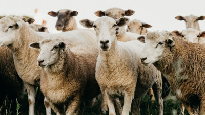 Kurban eti nasıl dağıtılır? Kurban eti nasıl ne kadarı pay edilir?